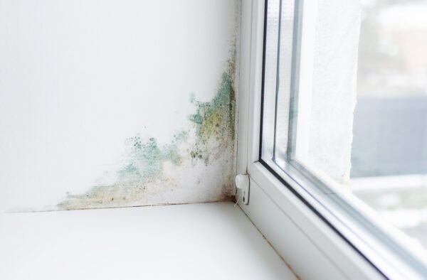 The Hidden Dangers of Mold and How to Prevent Them